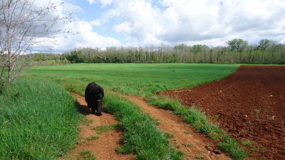 Agricultural land with the  sea view